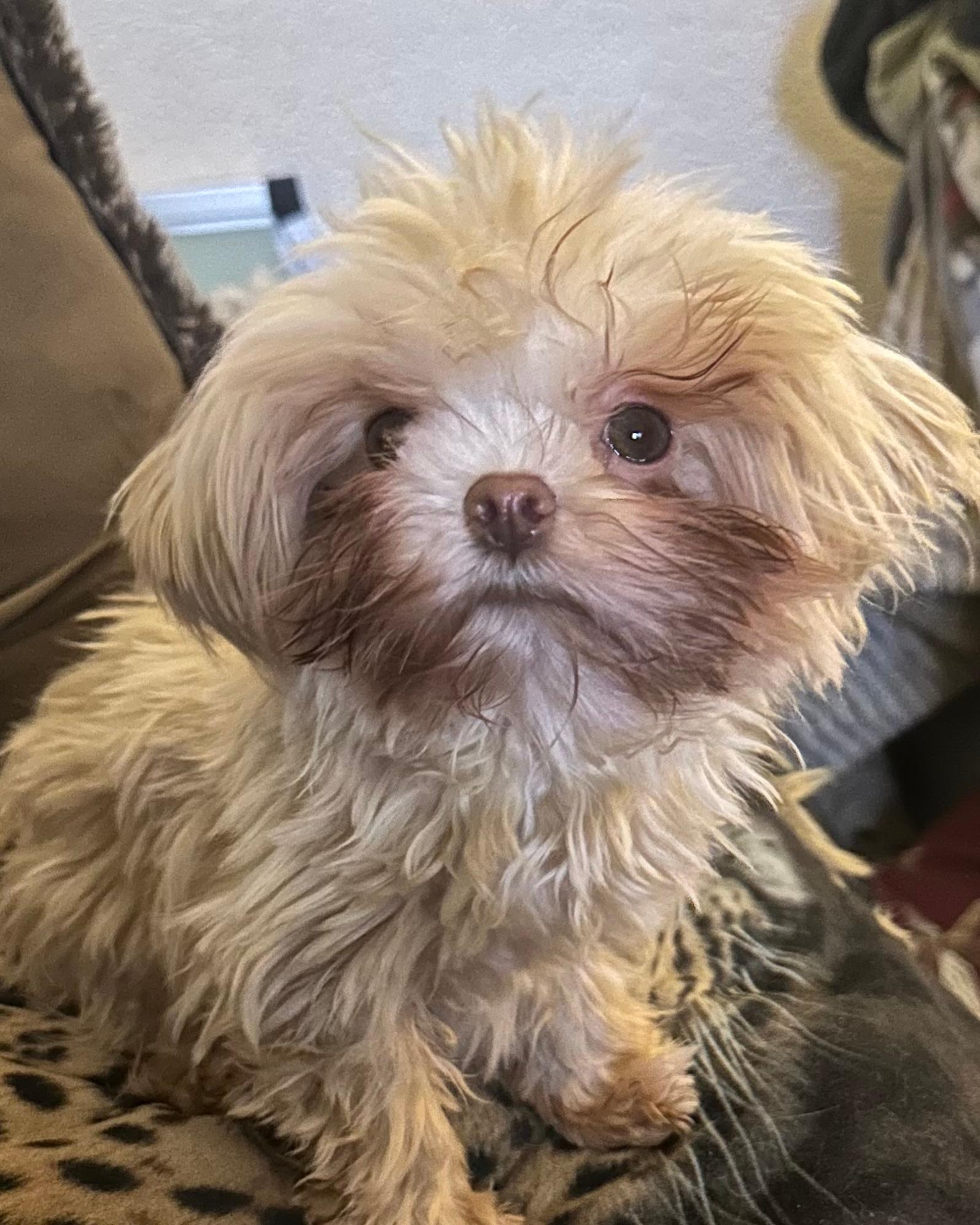 Bolonka von Sweet Color