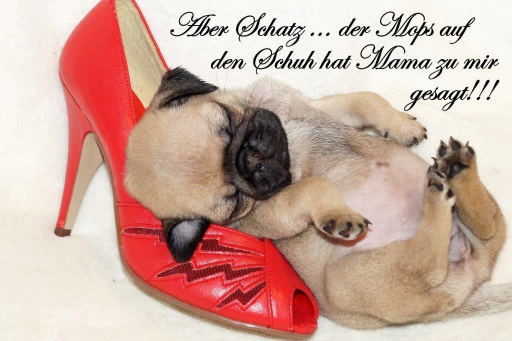 Mopszucht vom Falkenberg