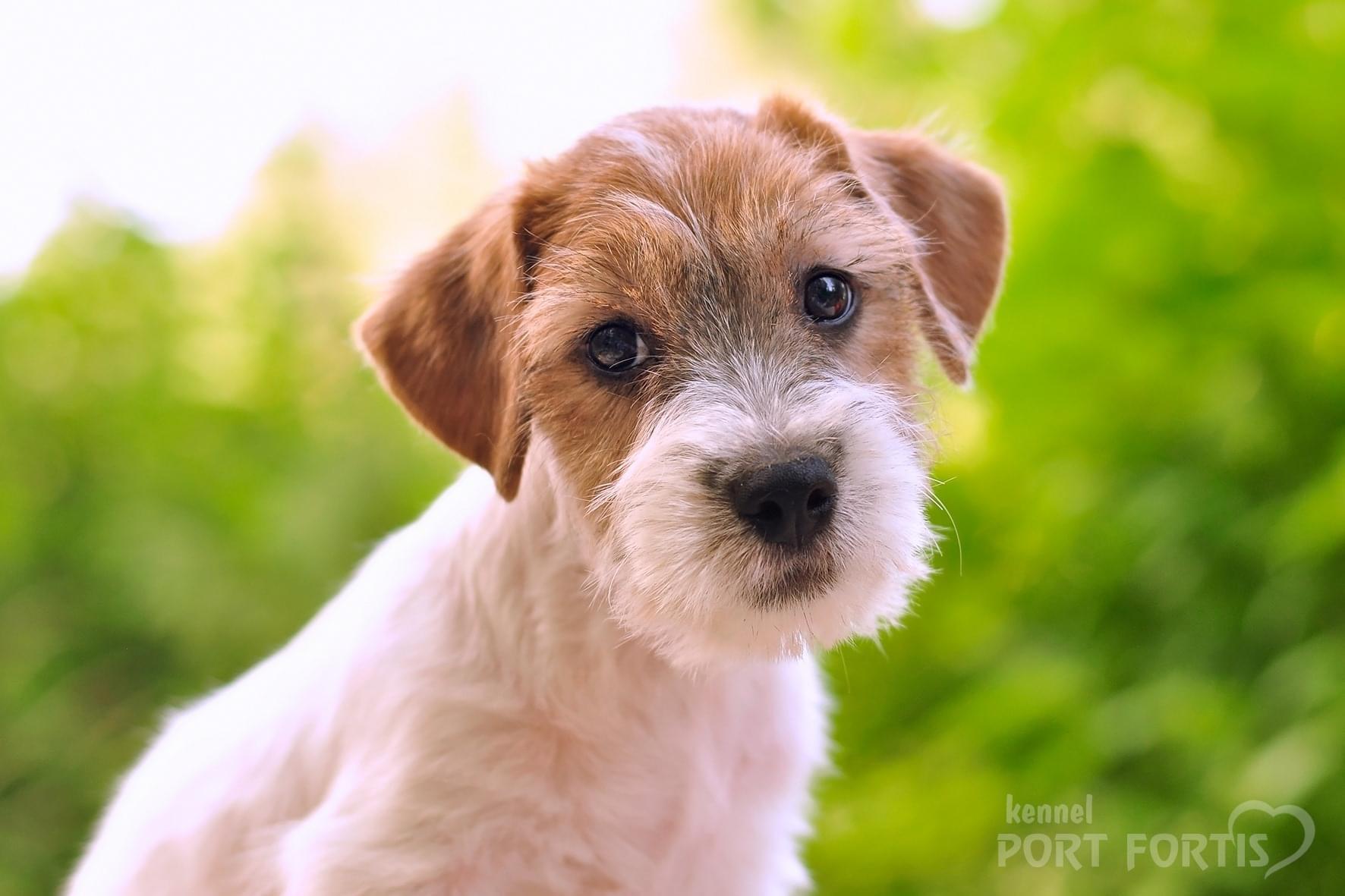 Jack Russell Terrier Vom Fahrenhorst