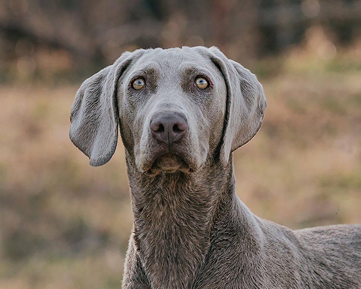 Familienzucht aus Köln