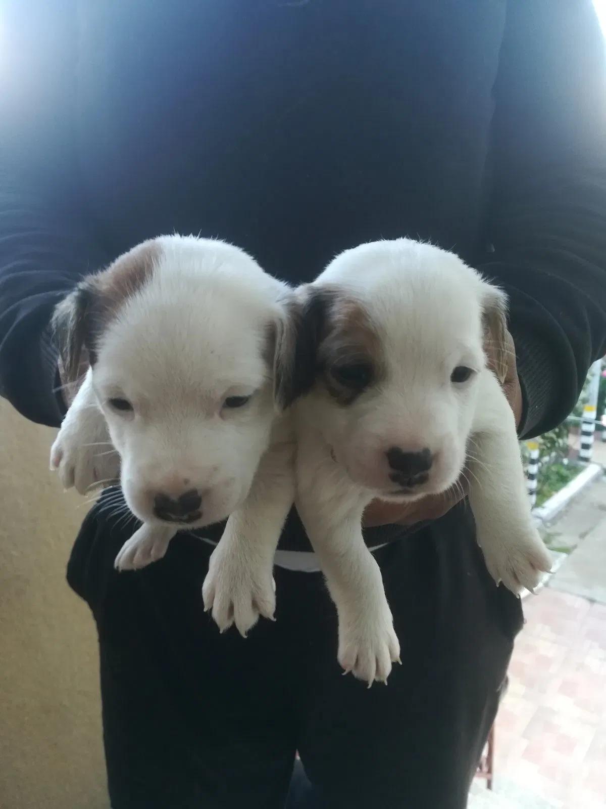 Hundezüchter von Bulgaria