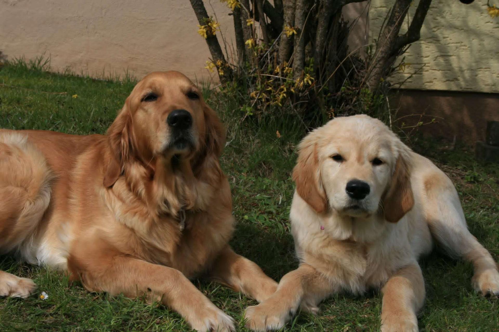 Golden Retriever vom Veitenstein 