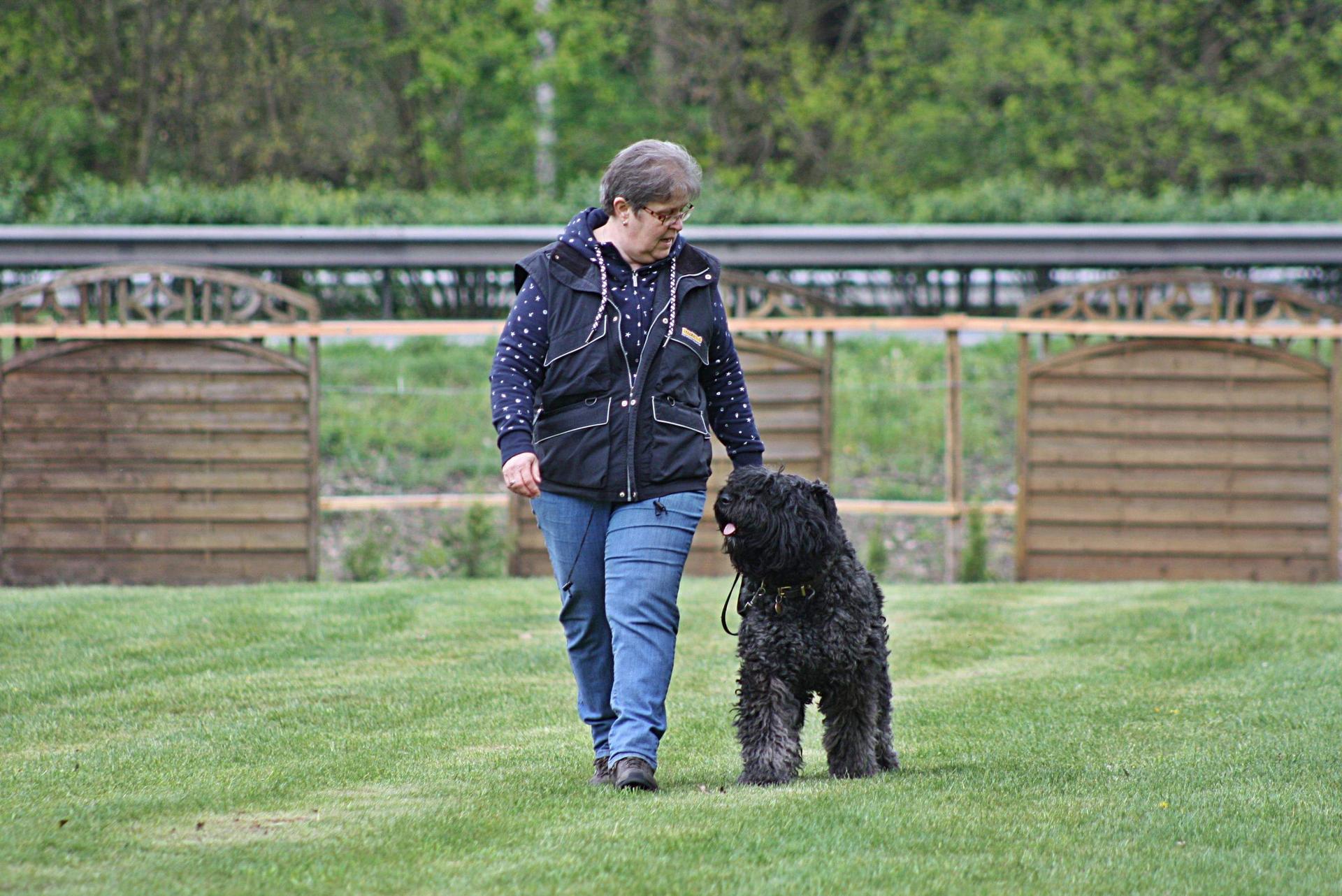 Bouvierzwinger vom Bleckedermoor