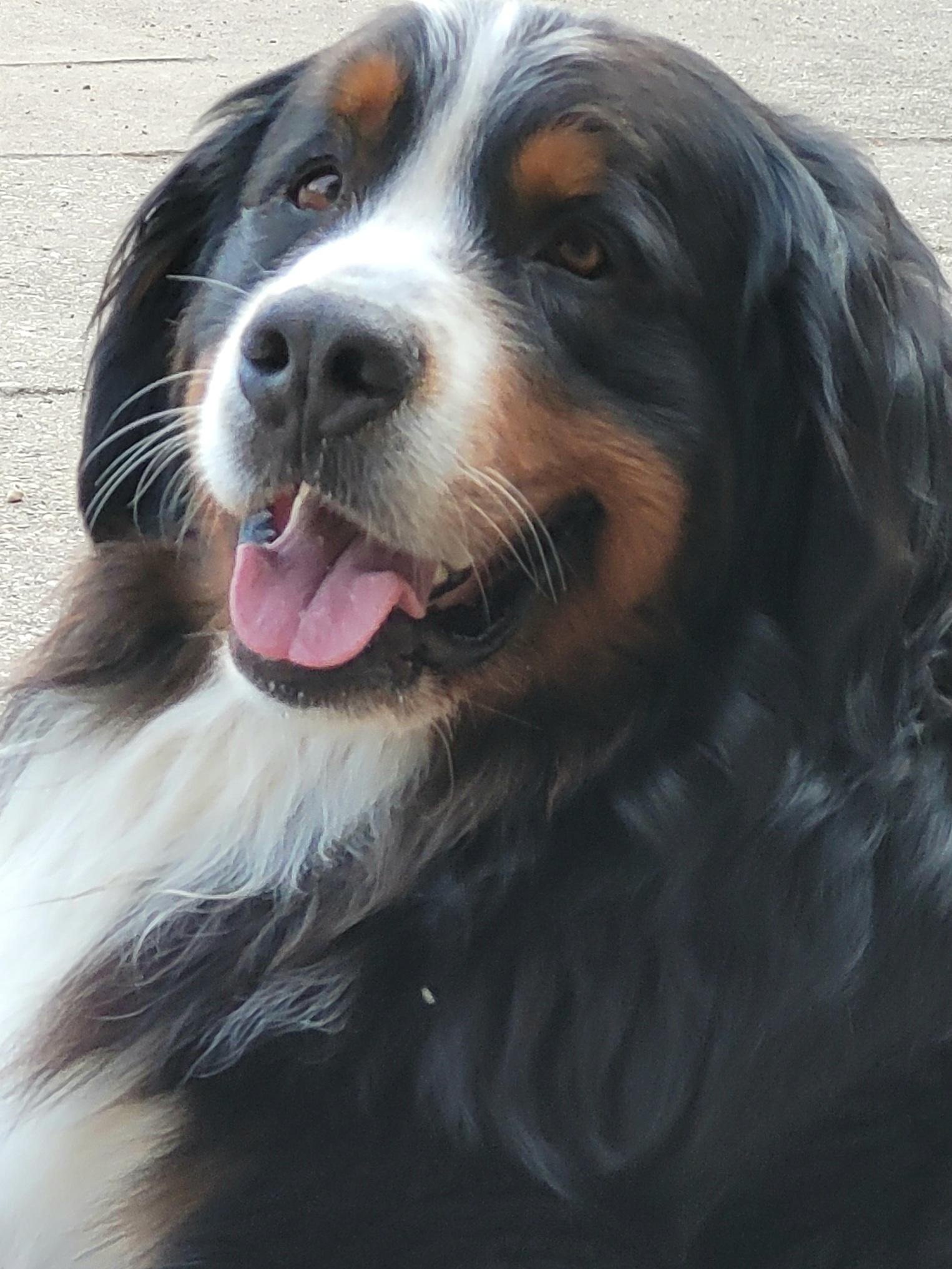 Hundezucht "von den Brüner Höhen"