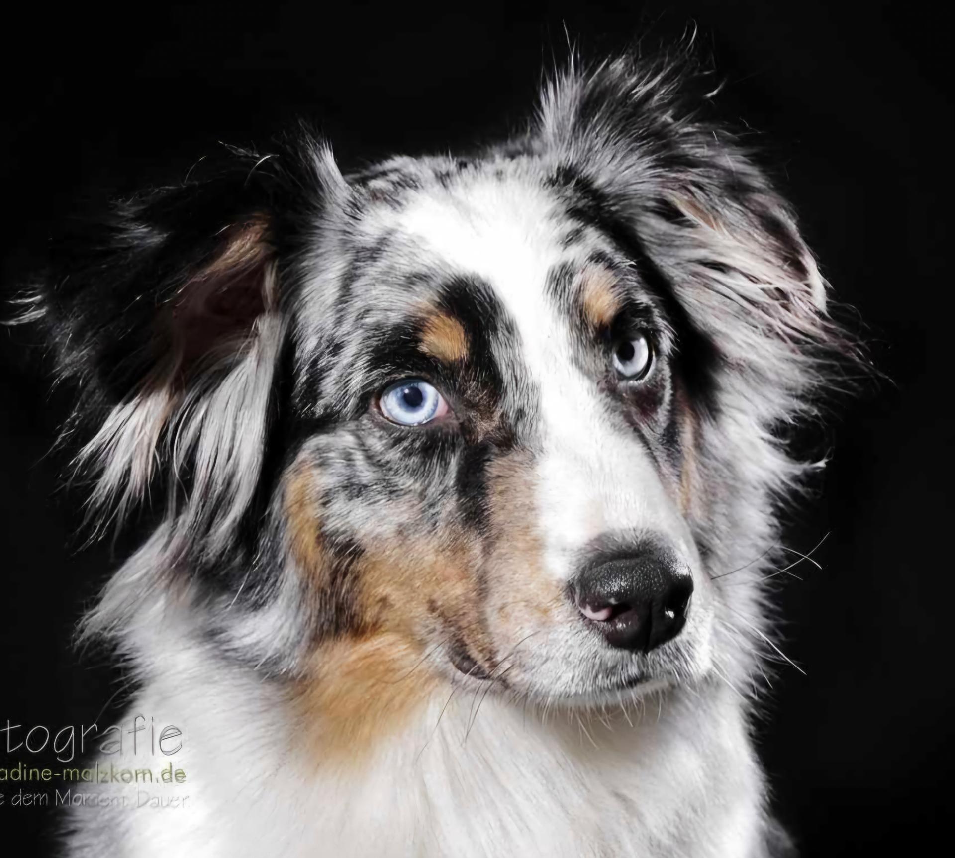 Aussies von der Börn 