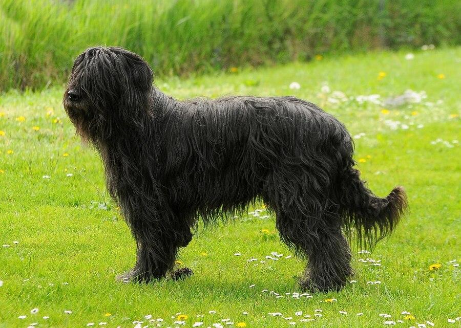 Berger de Brie (Briard)