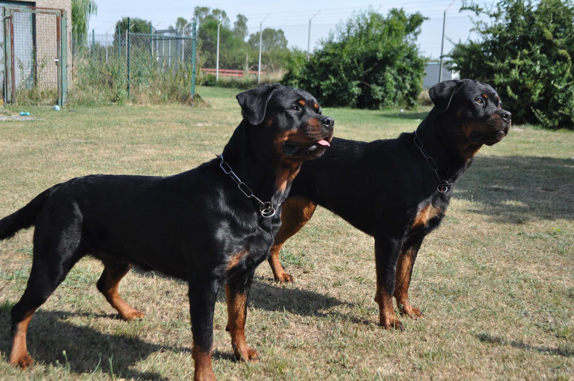 von der Pfälzer Weinstraße