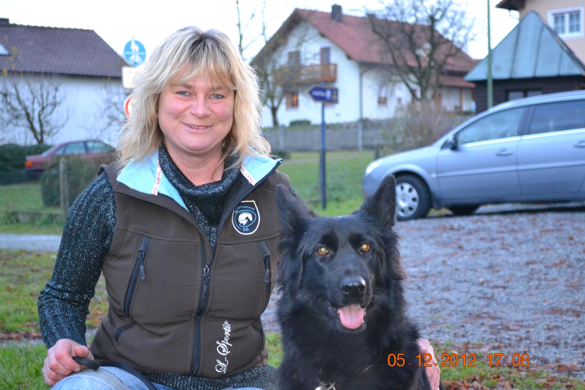 collies und Shelties from little America