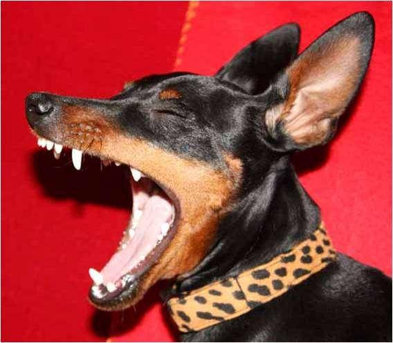 mostly harmless Zwergpinscher