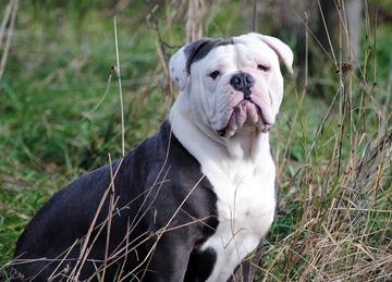 American Bulldog