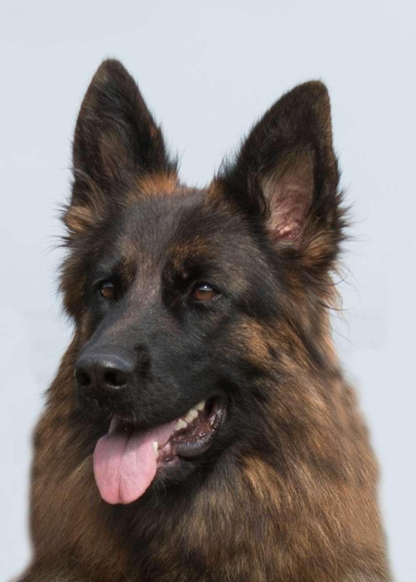 Deutsche Schäferhunde vom Lamorak 