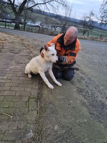 Weisse Schäferhunde vom Meibels Knapp