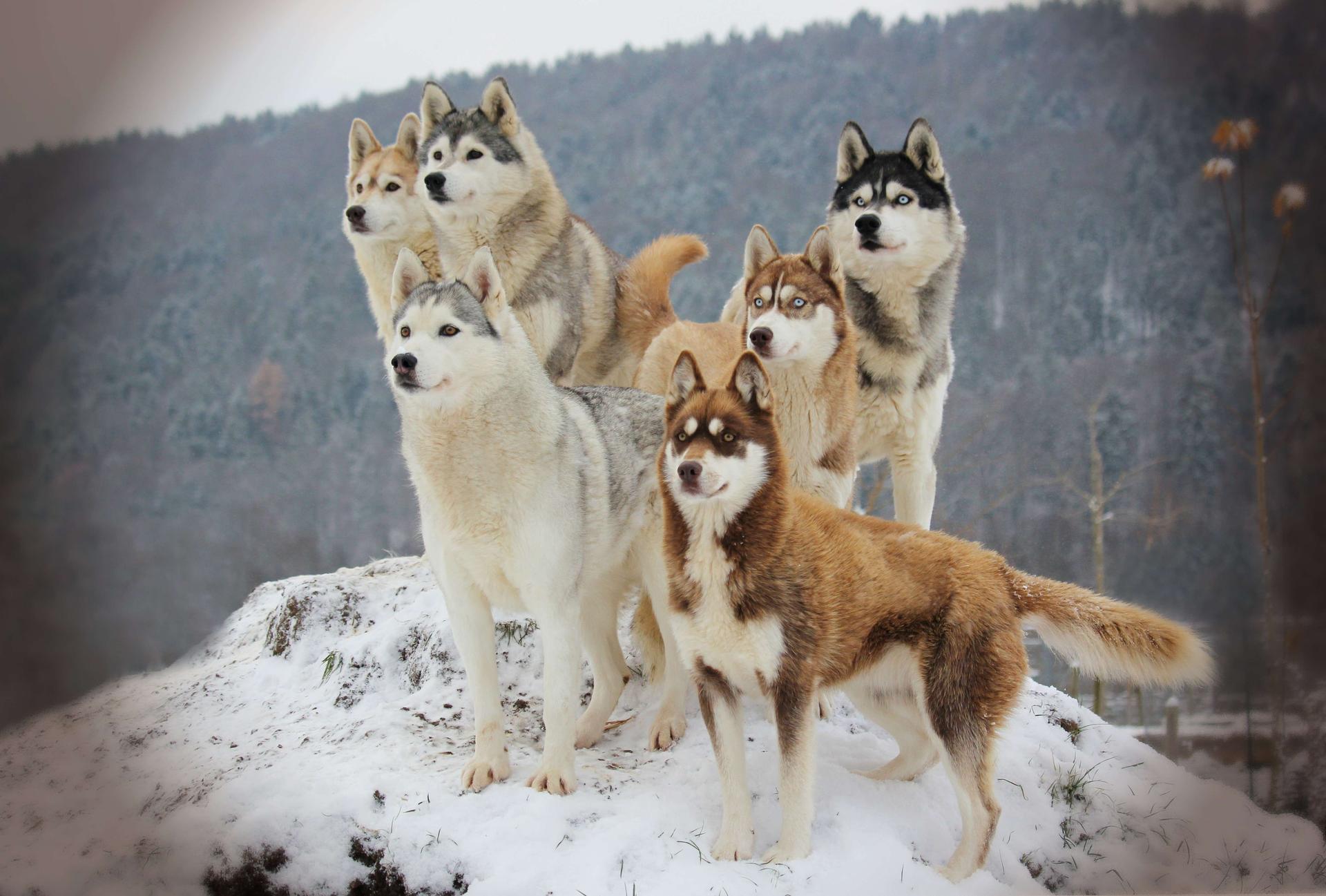 Huskykennel of Snow Wolf Valley