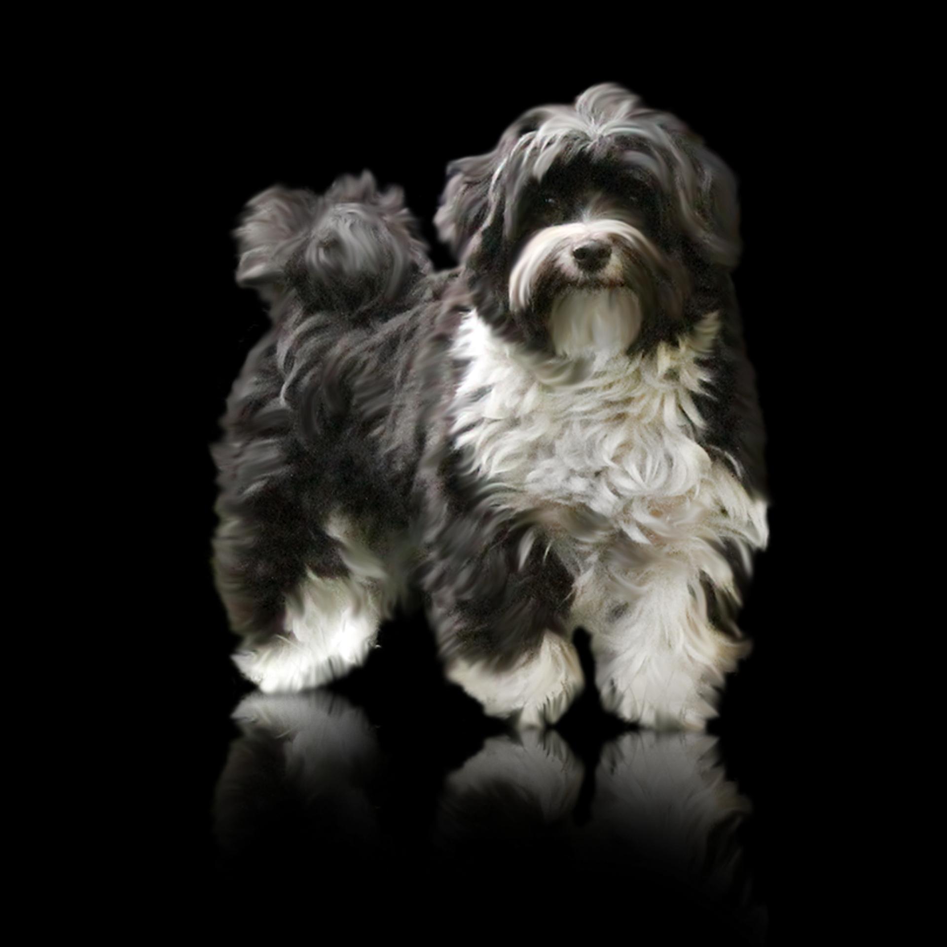 Havaneser "Littlefoot Sunshine"