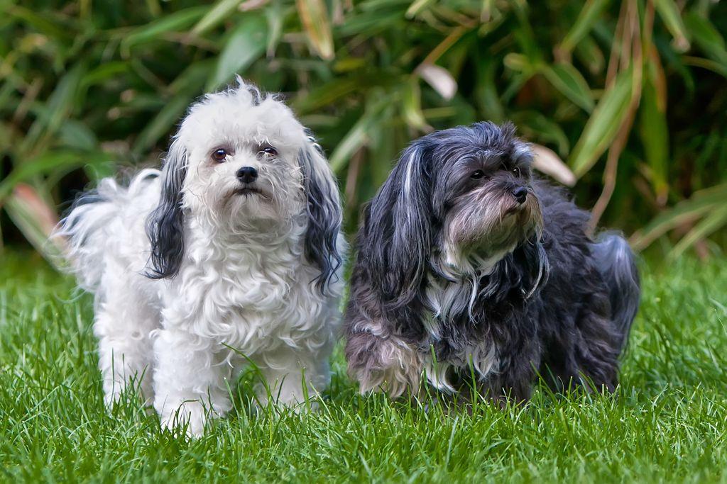 Bolonka Zwetna Züchter in NRW