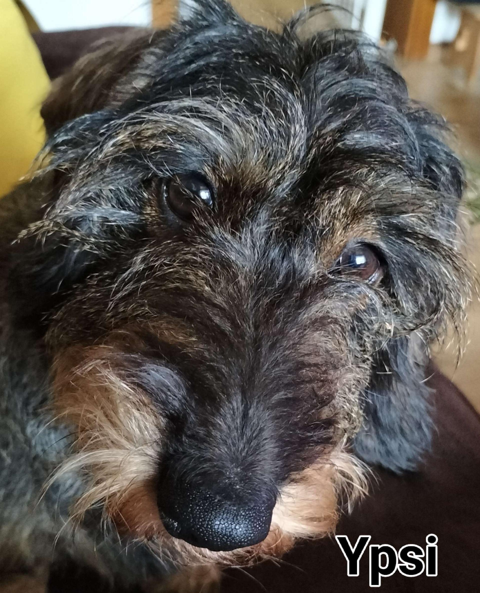 Rauhhaardackel von der Wiesmühle