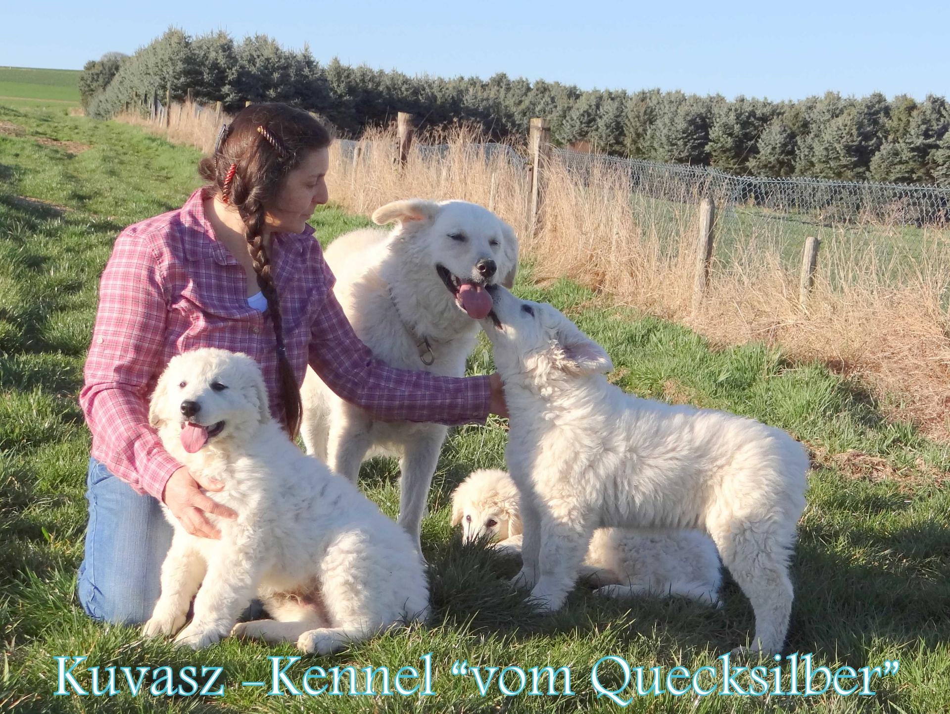 Kuvasz Zucht "Vom Quecksilber"