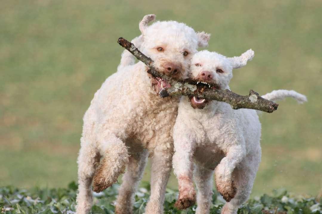 Zucht Baciamo le mani 