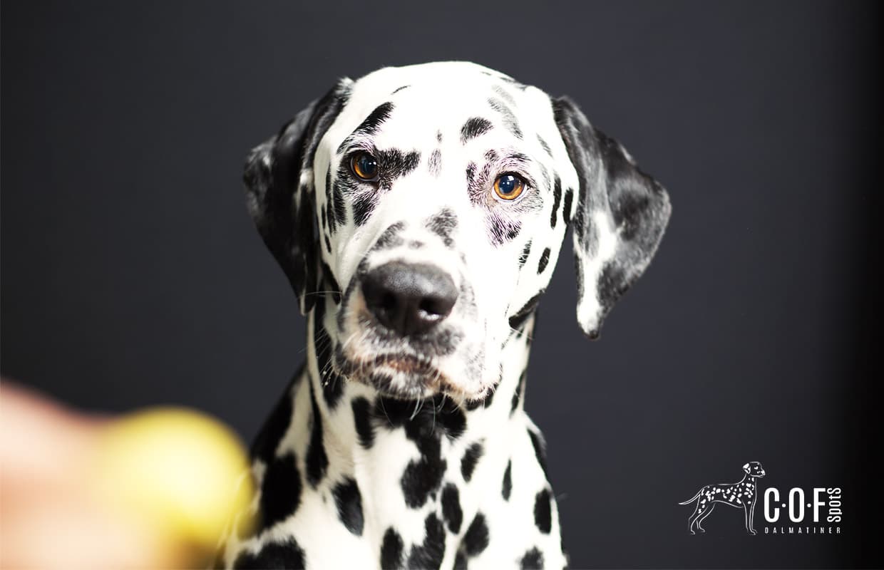 COF Spots Dalmatiner