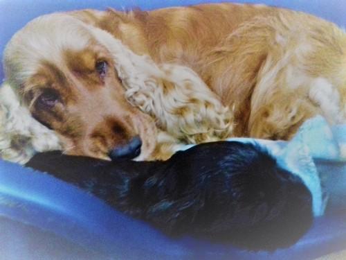 Englische Cocker Spaniels  "vom Moorsbachtal"  Liebhaberzucht seit 1994