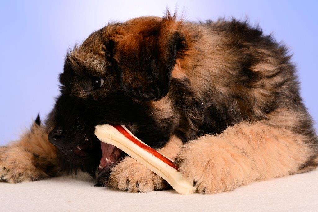 Cão da Serra de Aires Zucht
