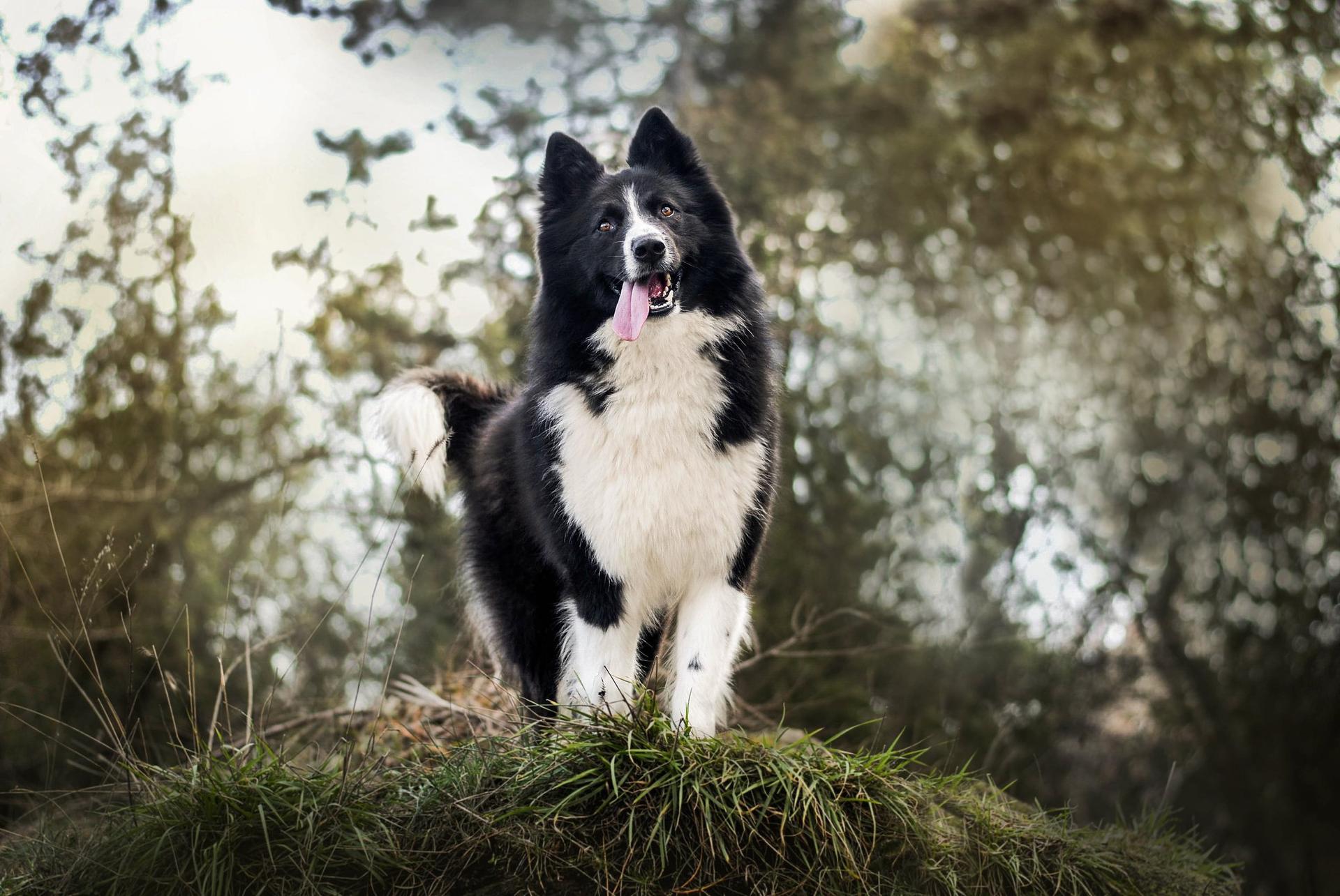 Yakutskaya Laika Sibirskaya Zima