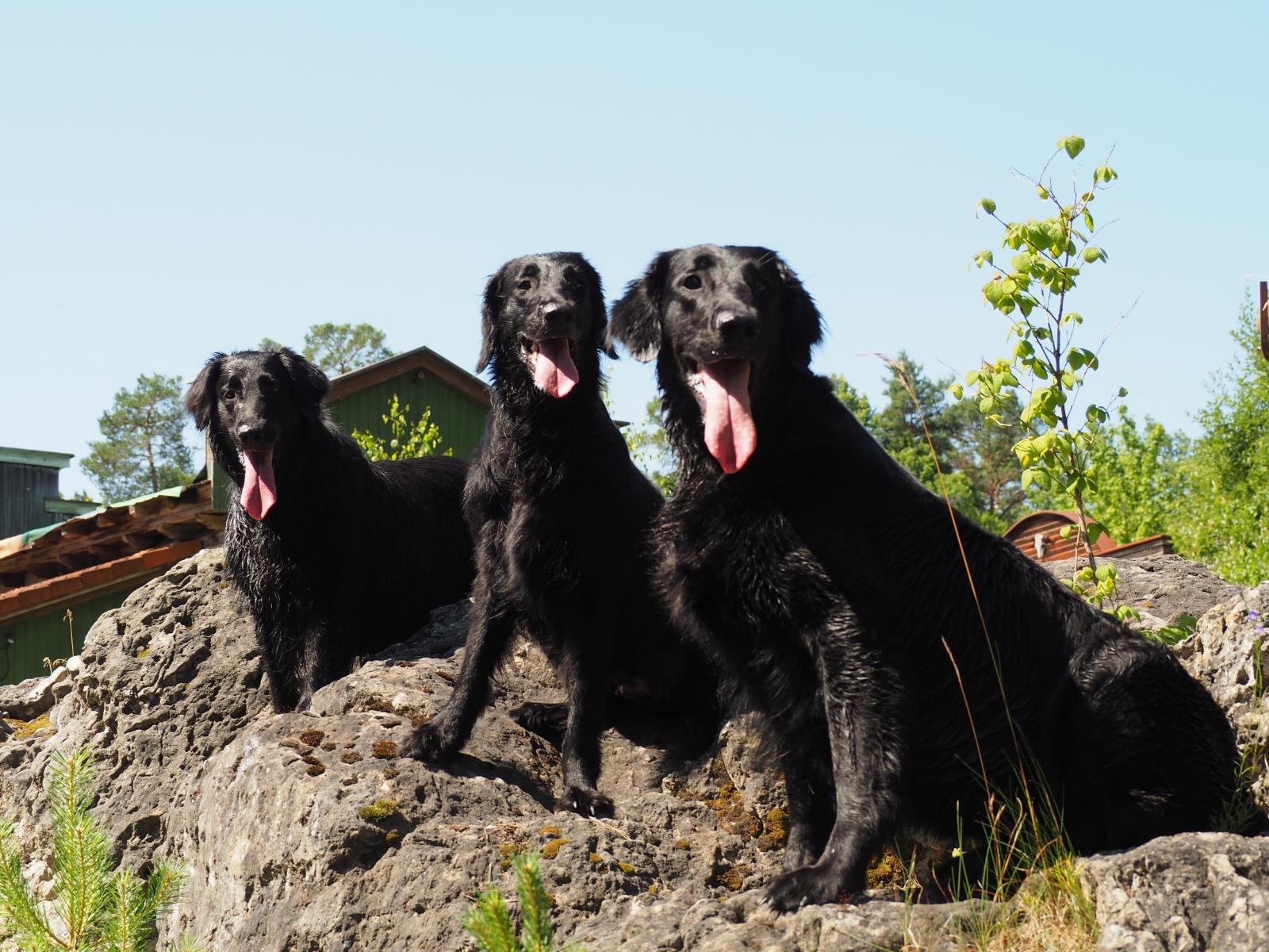 Flat Coated Retriever vom Storchennest