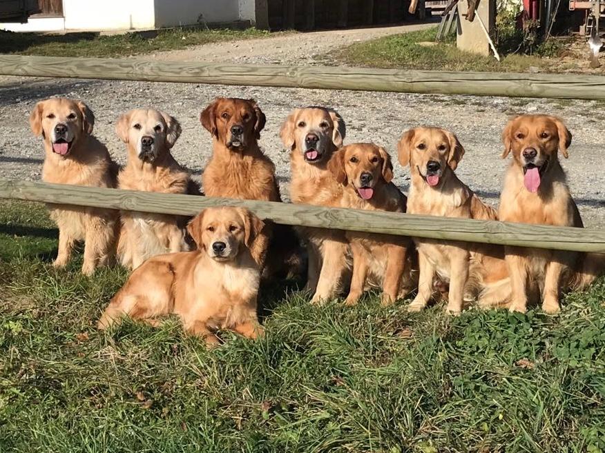 Golden Mountain Spring`s