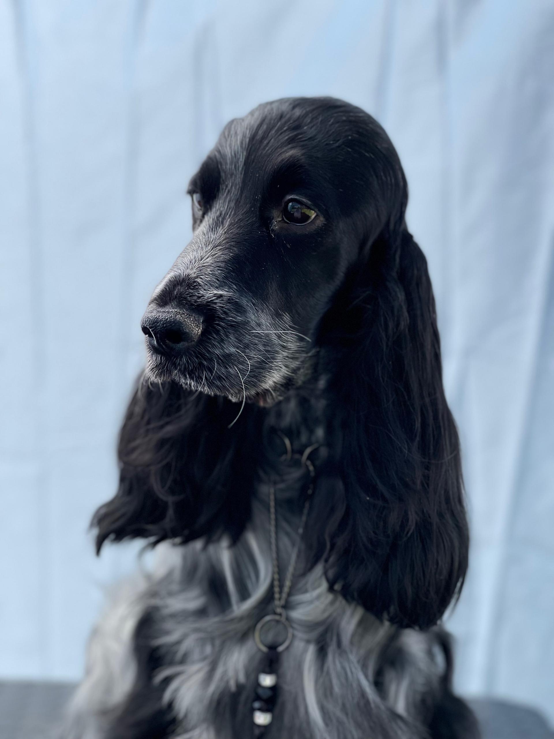 English Cocker Spaniel from the Roses of Scotland