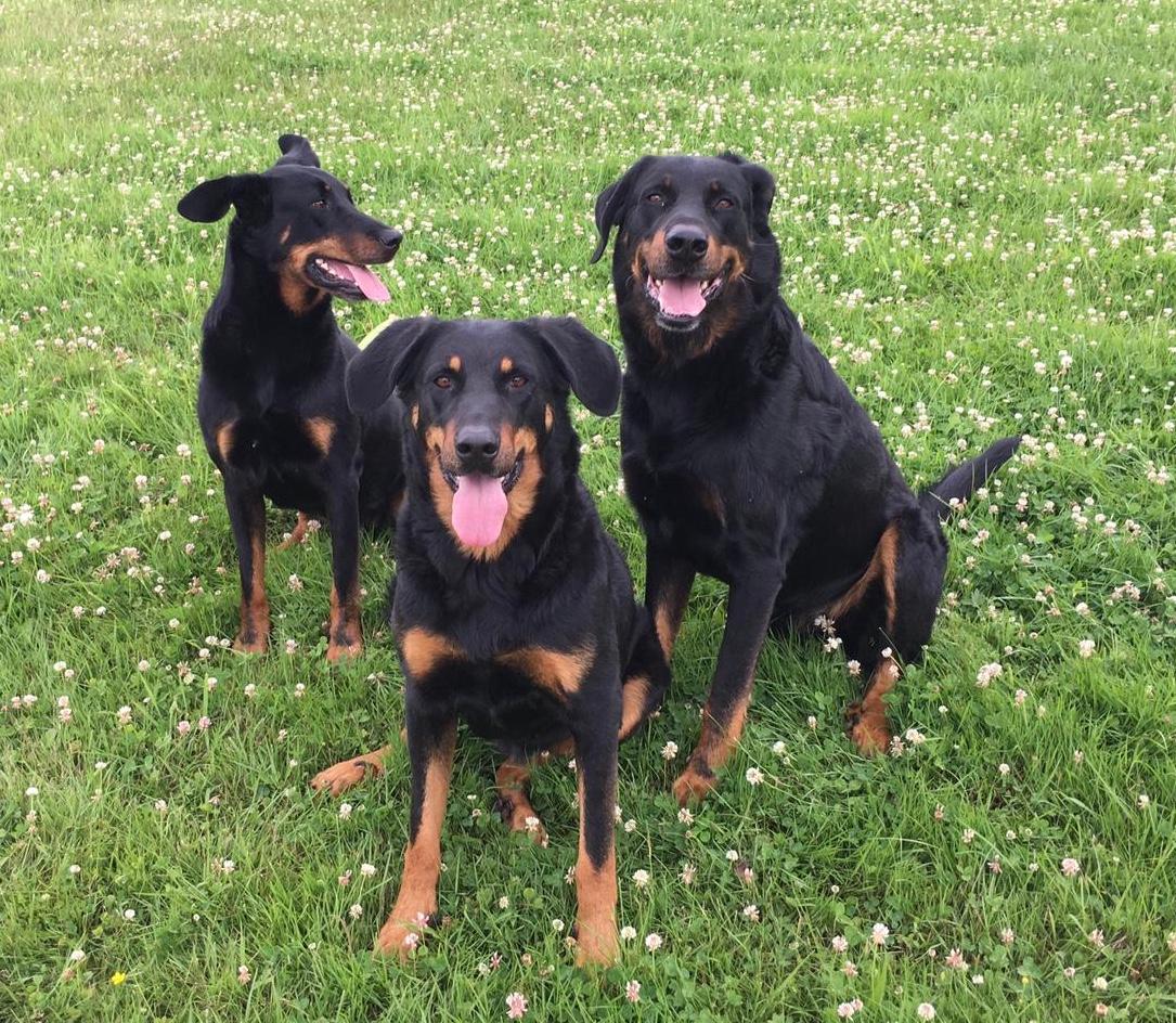 Beauceron von Hexenclan