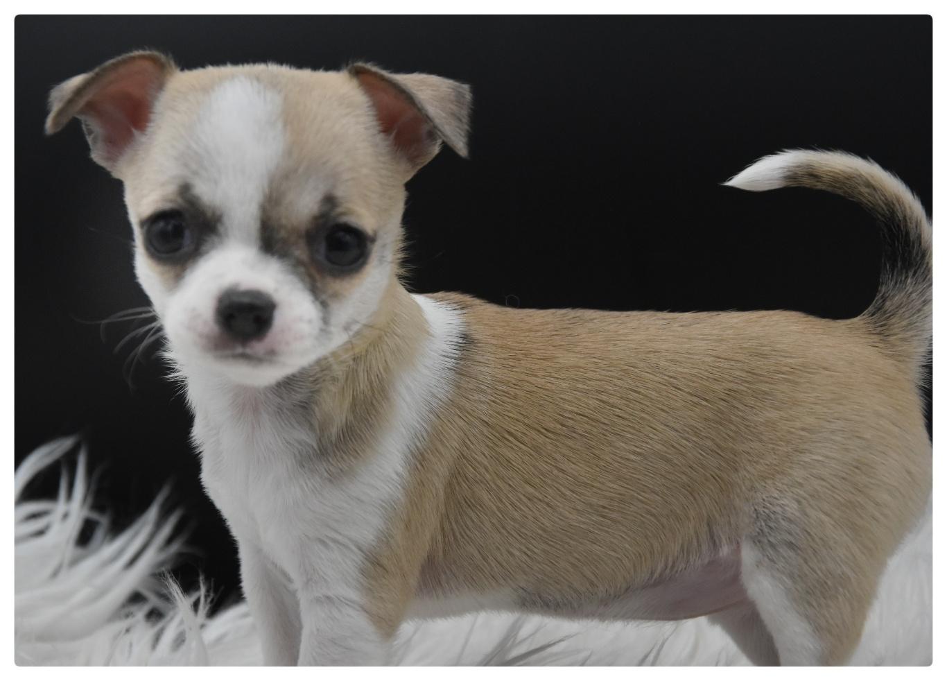 Chihuahuas von den Donau-Auen