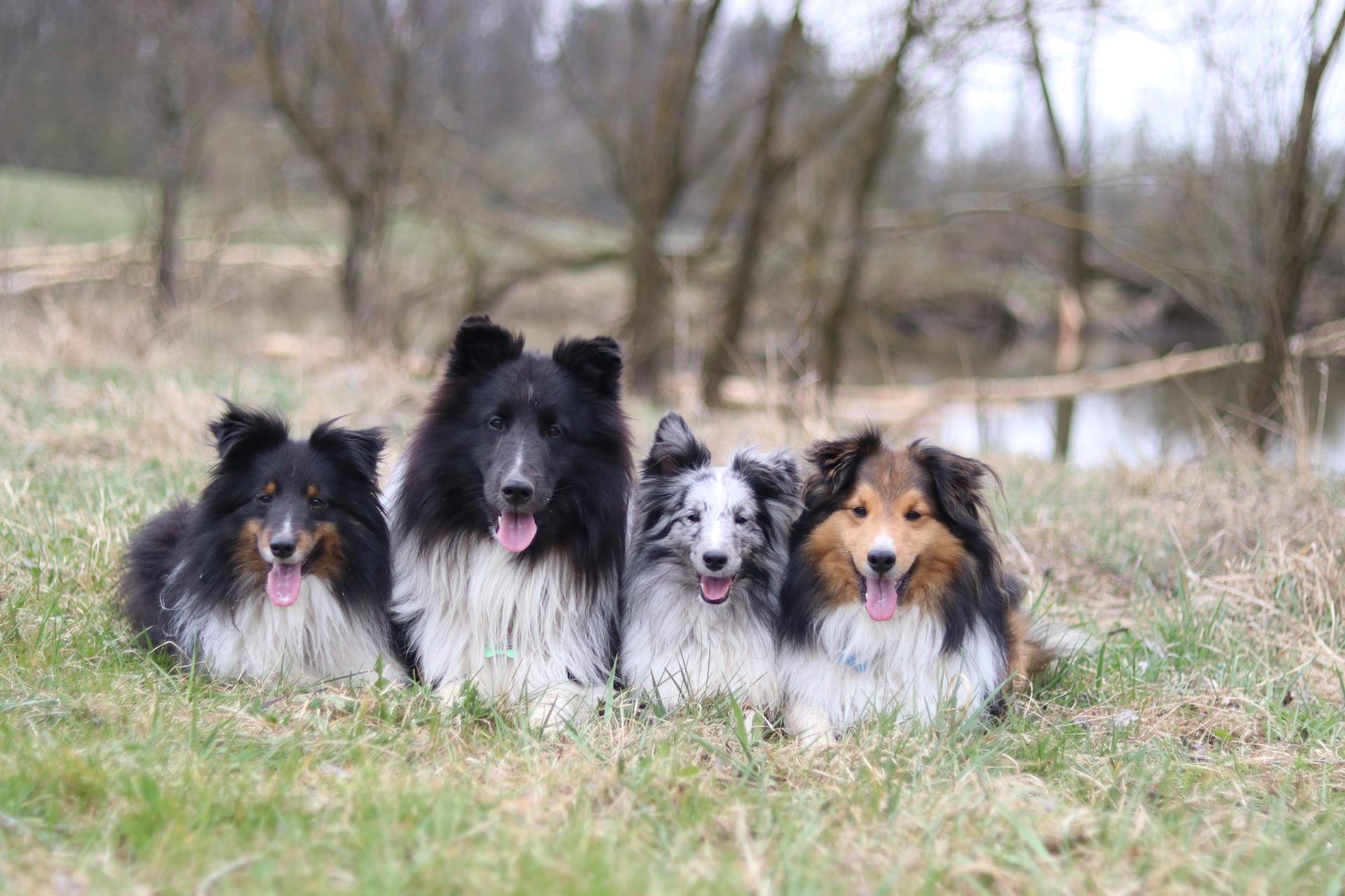 Shelties vom Beegberg 