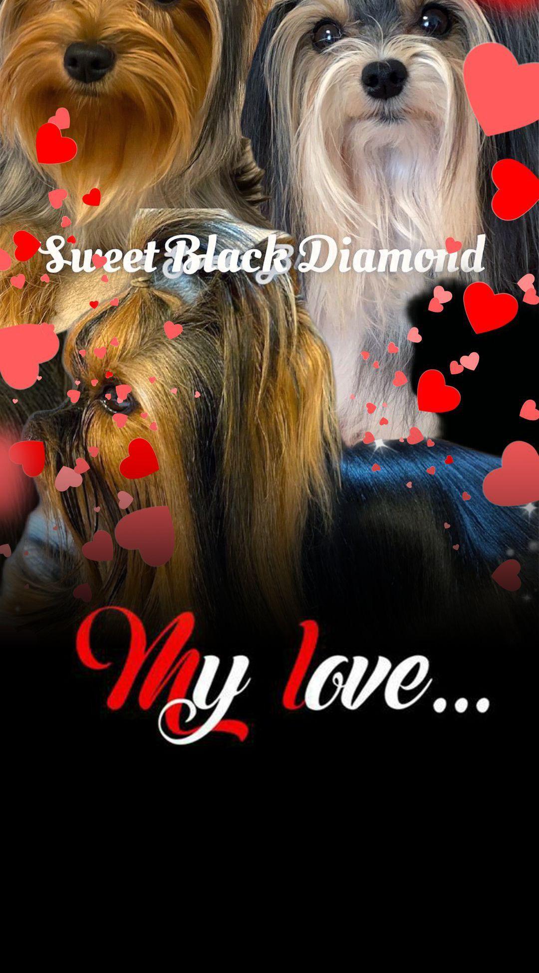 Yorkshire Sweet Black Diamond 