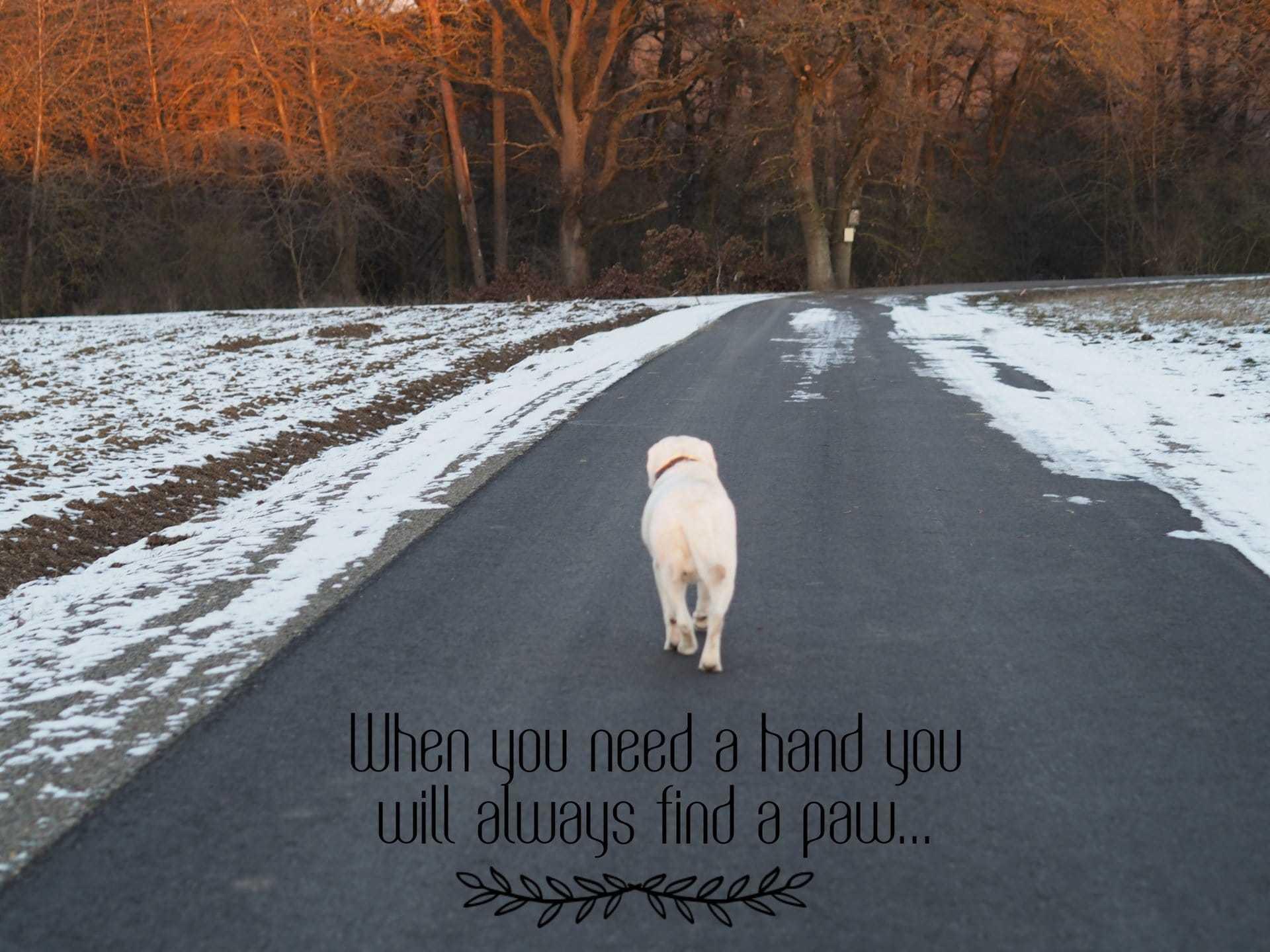 Labsdevine Labrador Retrievers