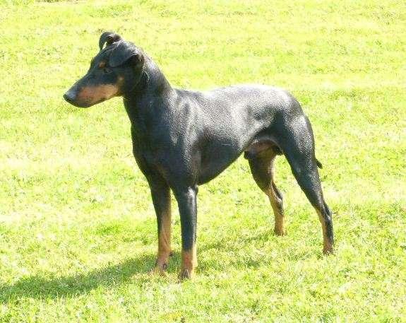 Manchester Terrier "vom Trajan"