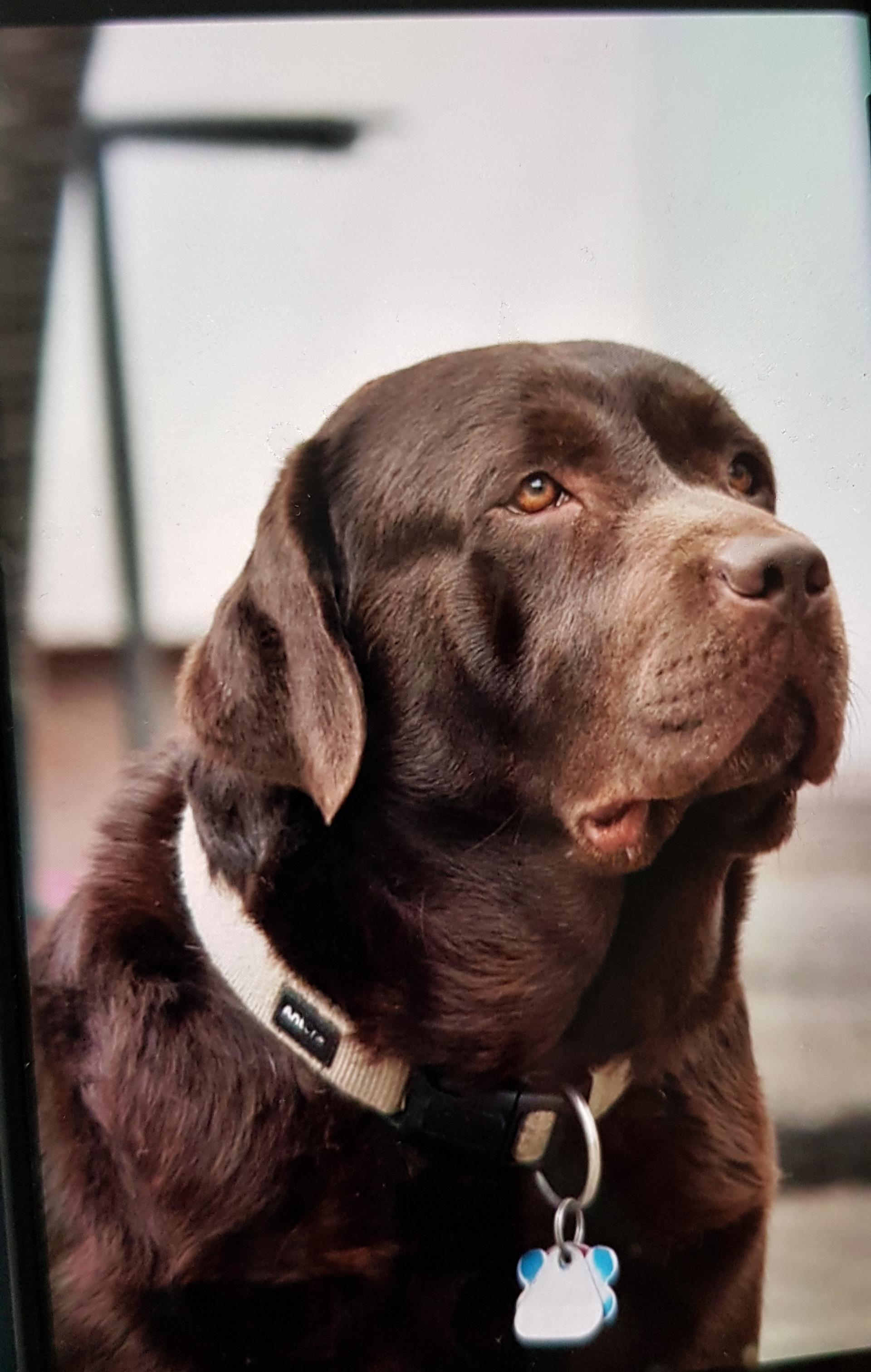 Labrador vom Heiligenblut 
