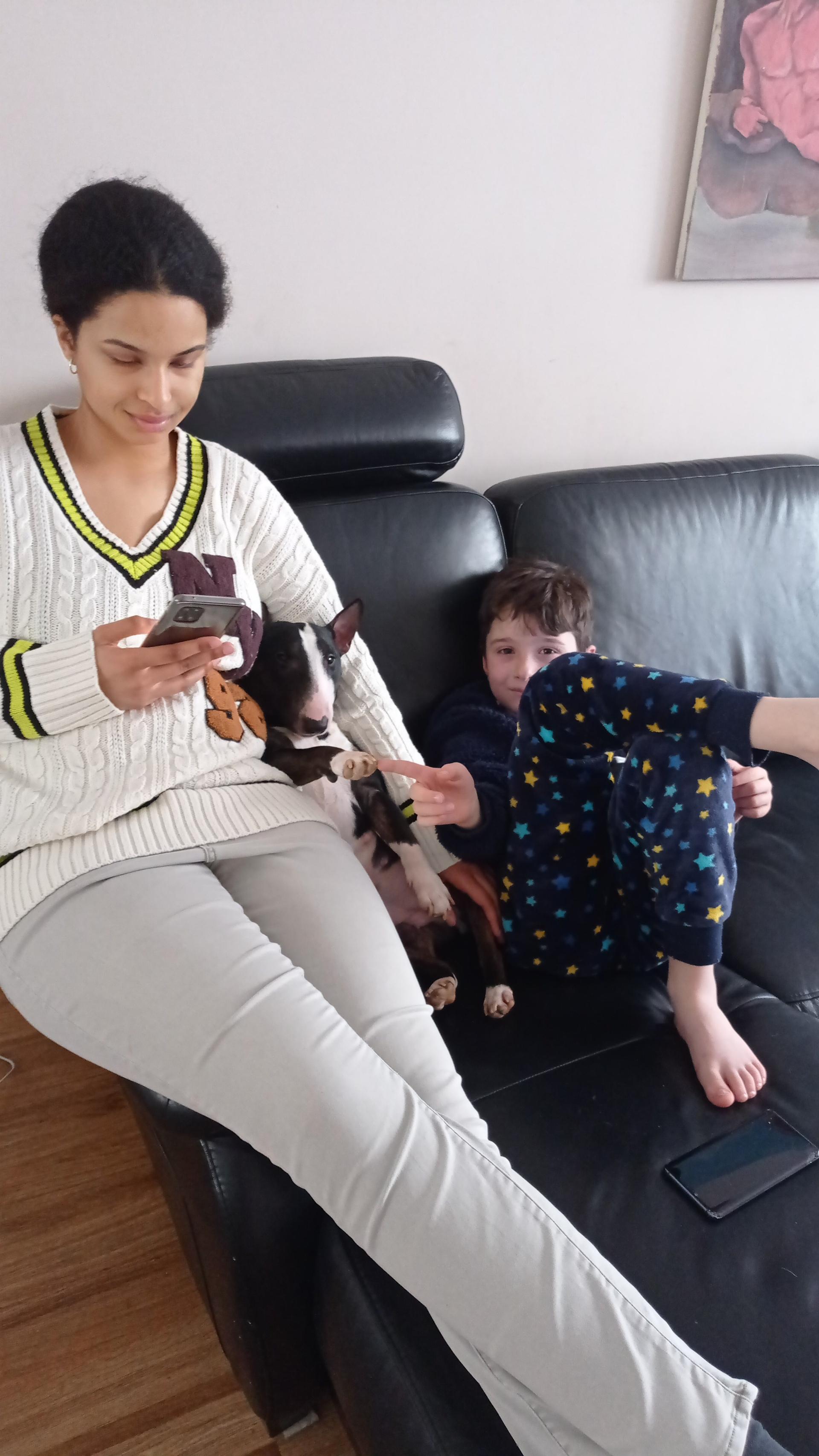 Piccolinis Miniature Bullterier 