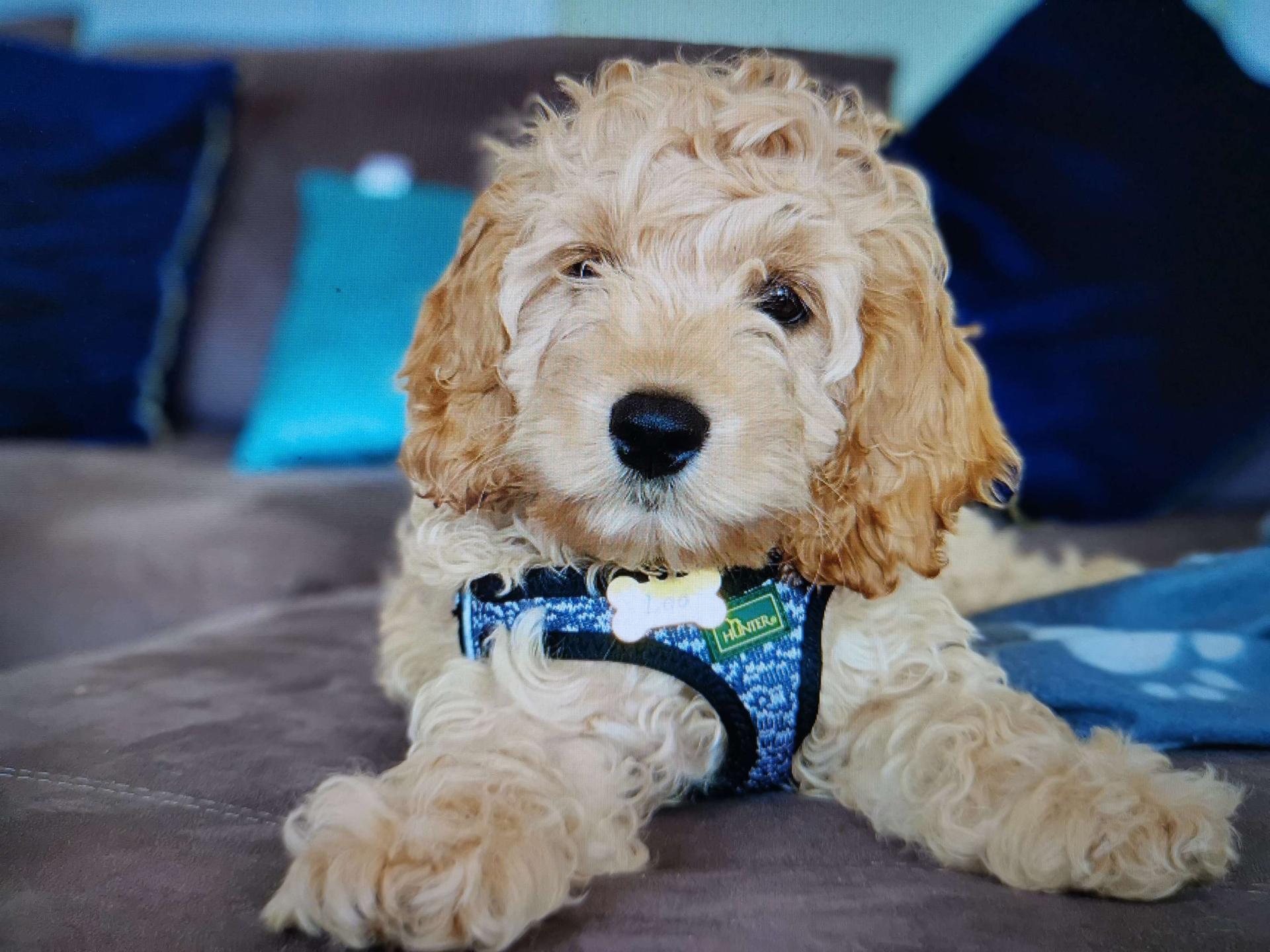 Hundezucht vom Engelstor 