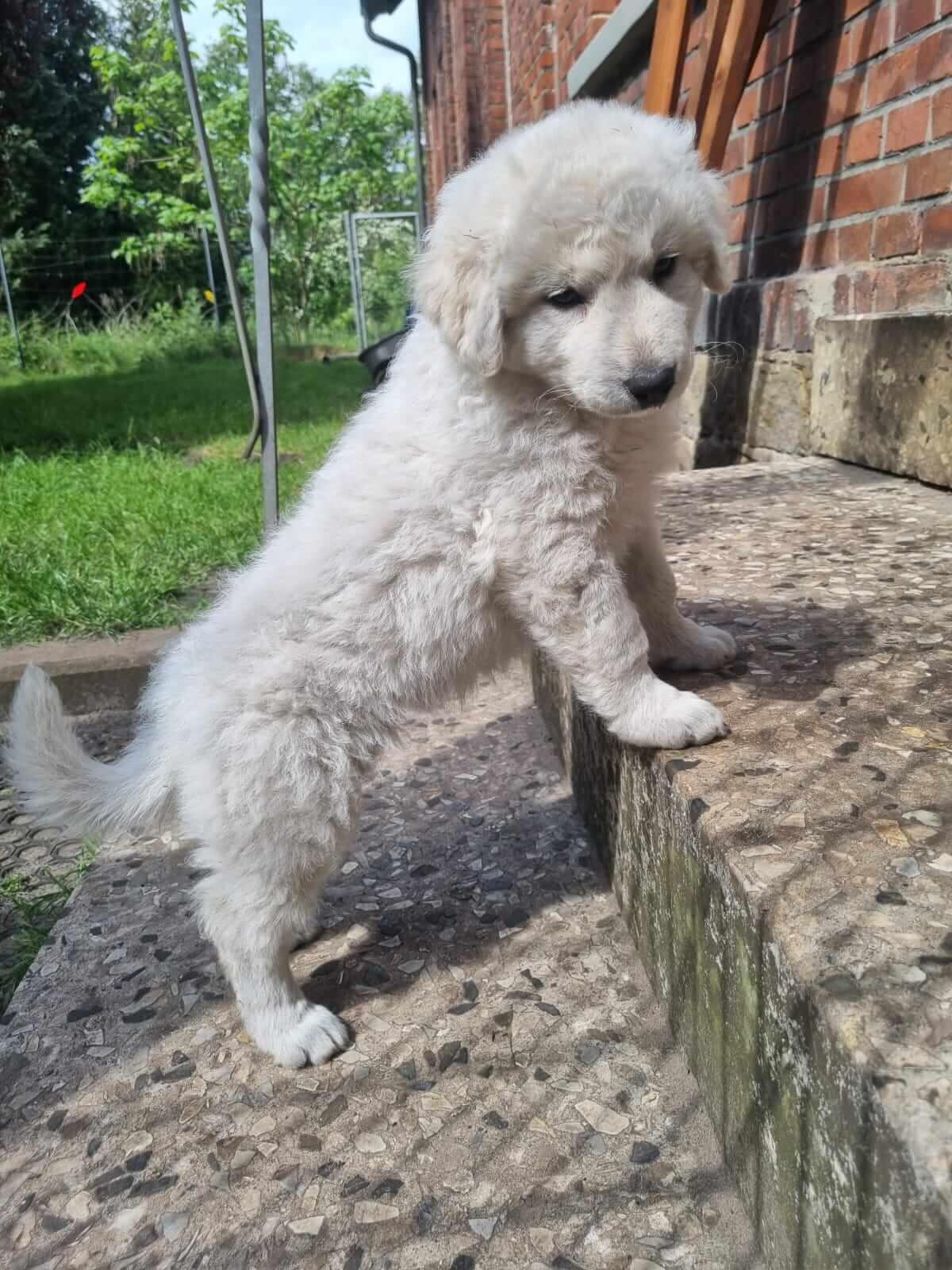 Kuvasz "von den großen Strolchen"