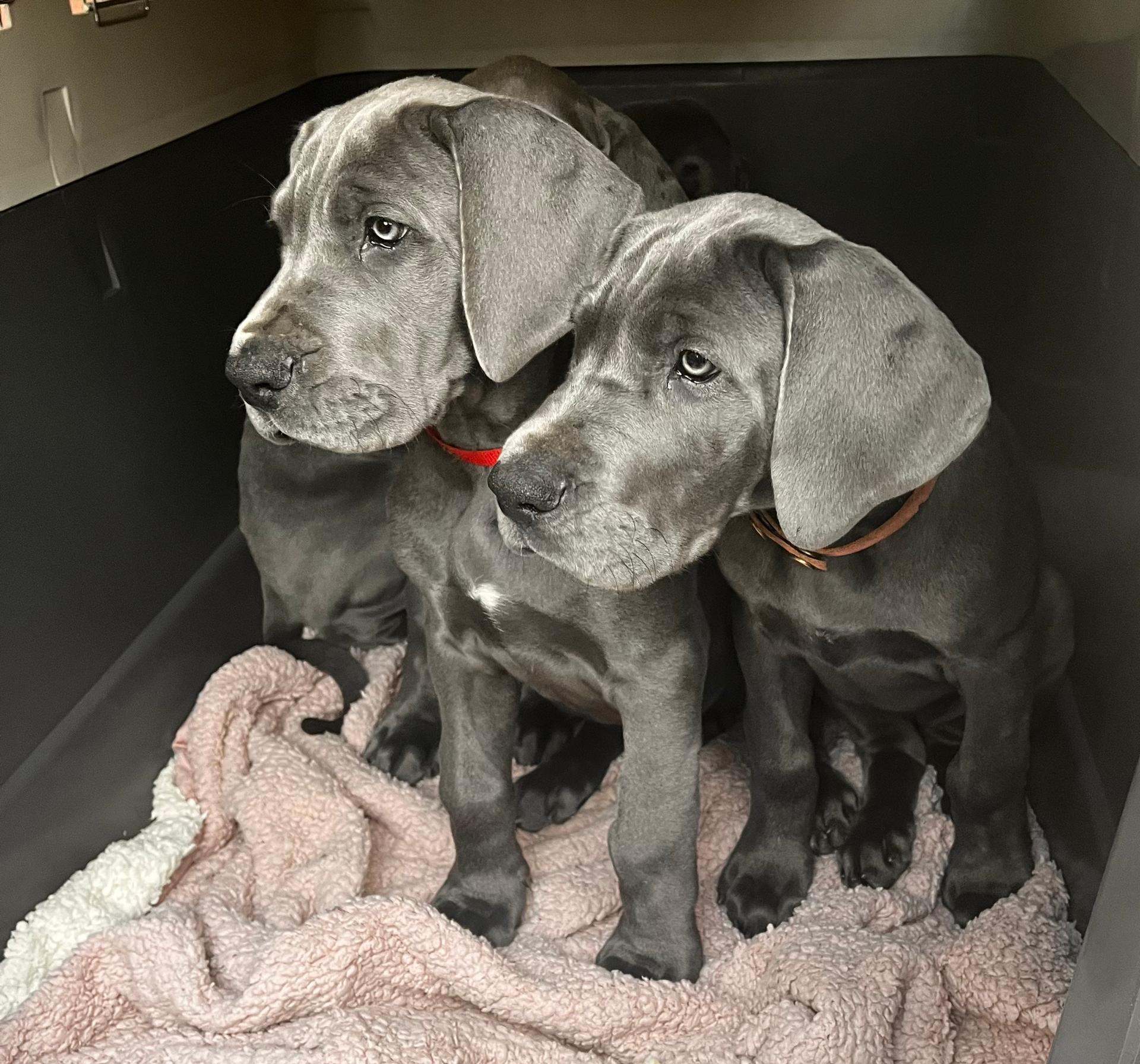 Doggen vom Blu-Beleza