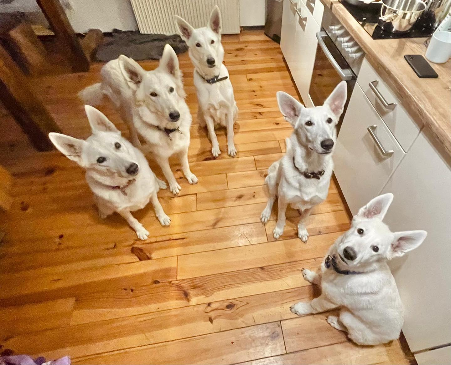 Vom Tal der weissen Ruhrwölfe