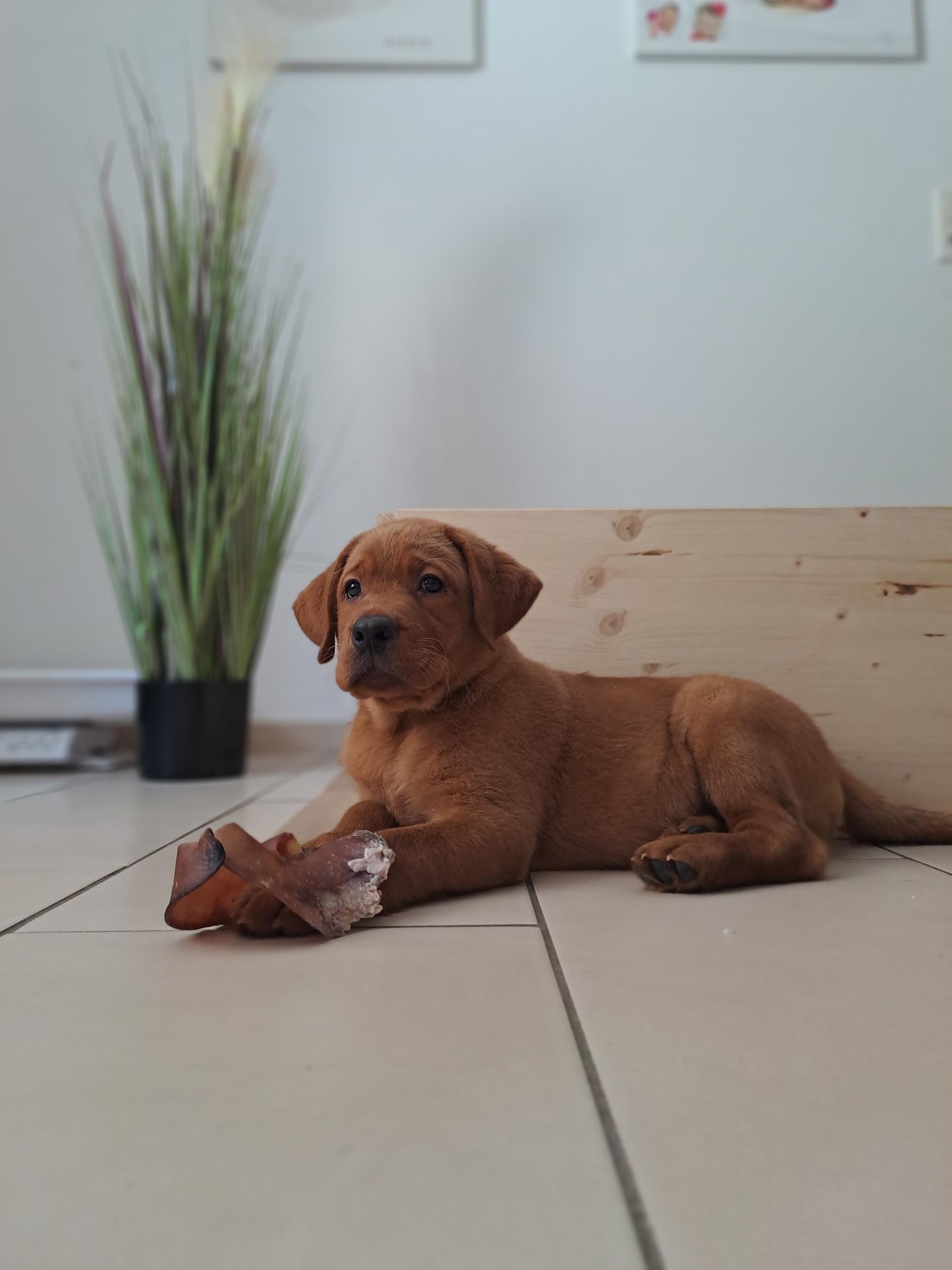 Labradore vom Reichartshäuser Hof 