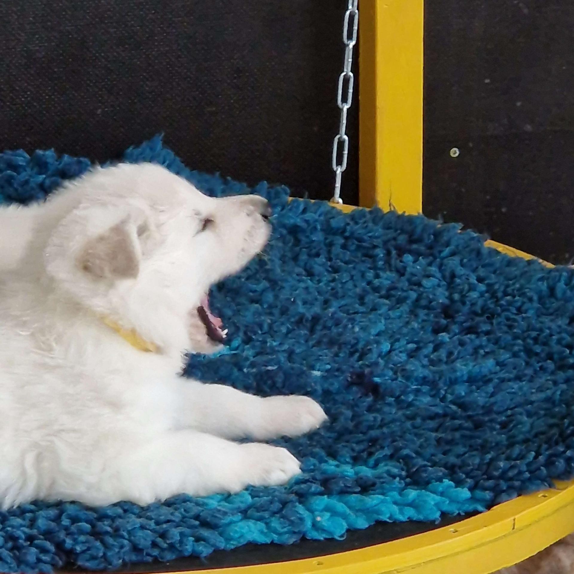 Weiße Schweizer Schäferhunde