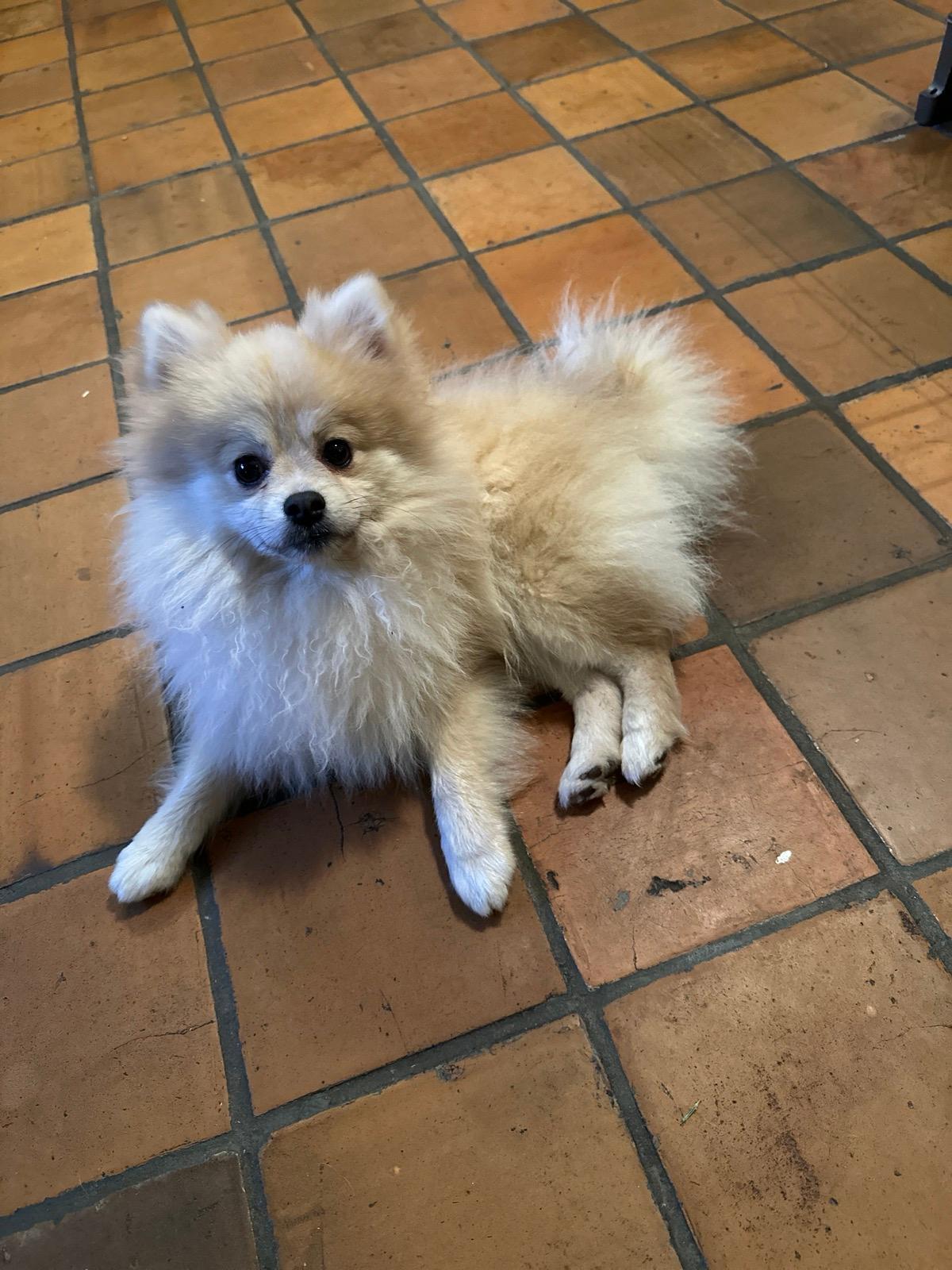 Hundezucht küppersfarm