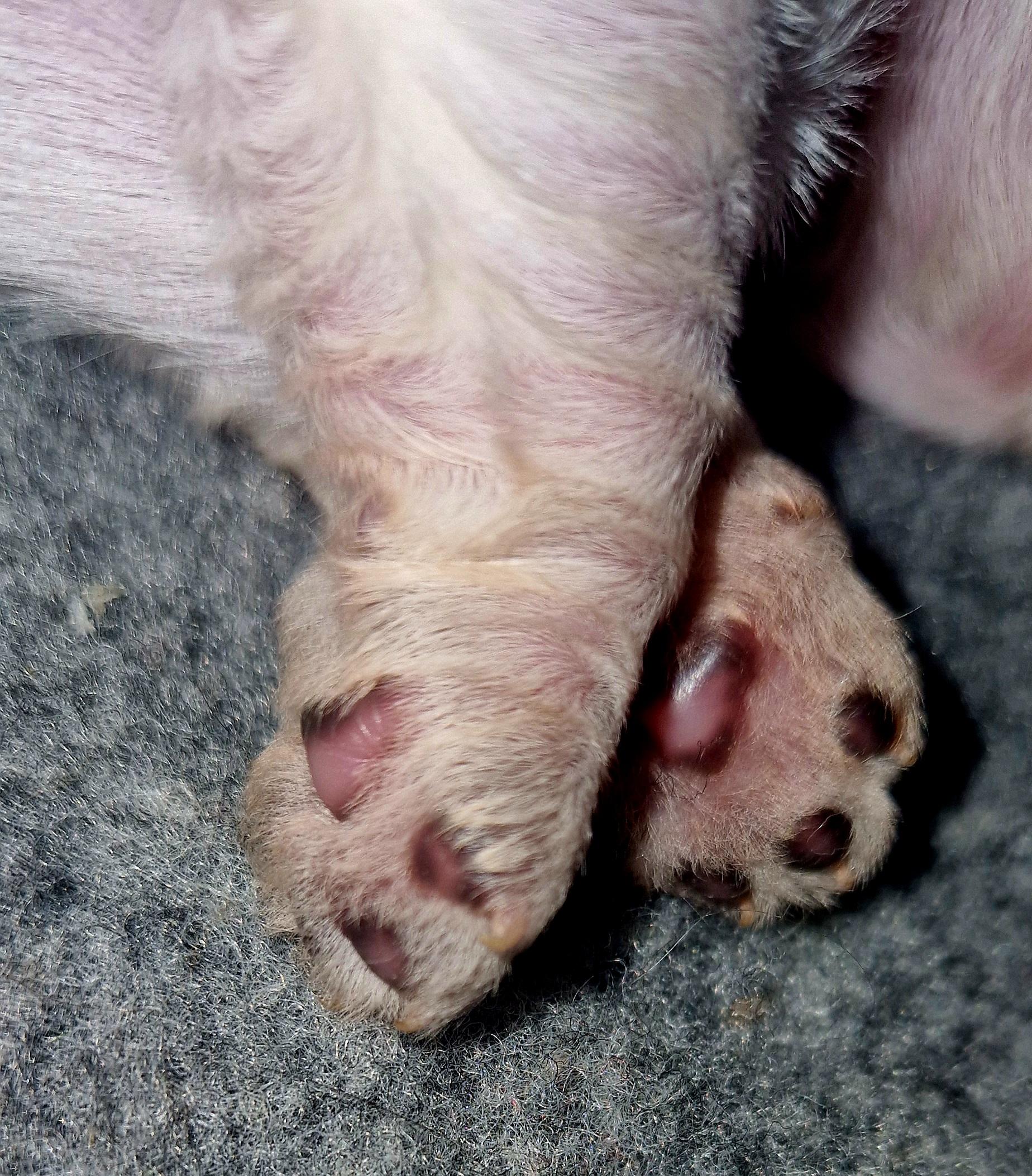 Kubanisches Havaneserglück