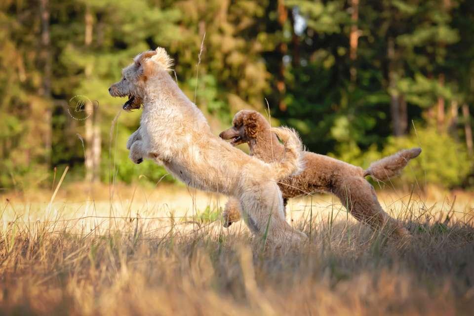 Labradoodle vom Asparagus