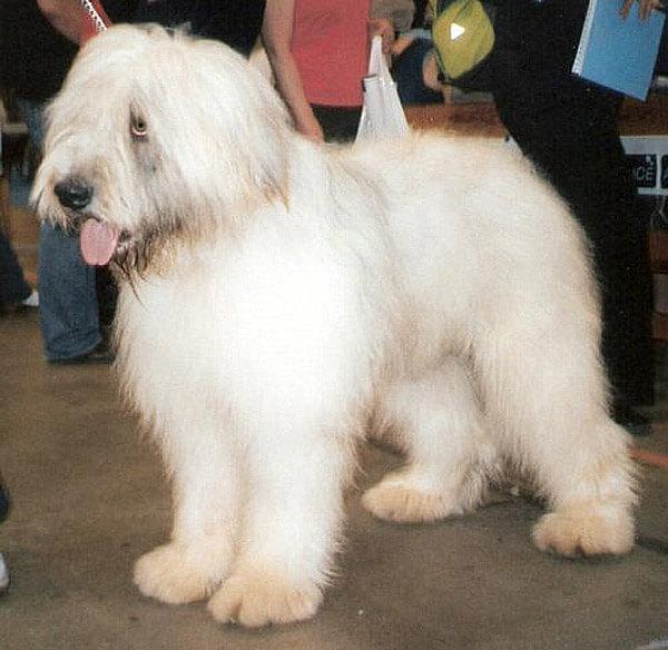 Ciobanesc Romanesc Mioritic