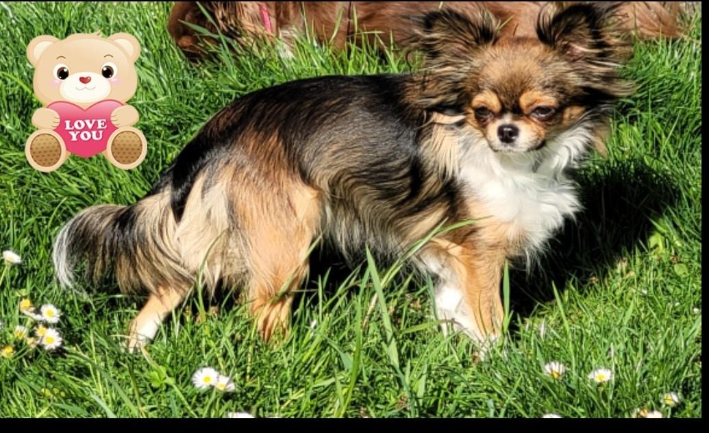 Chihuahua von den kleinen Kriegern