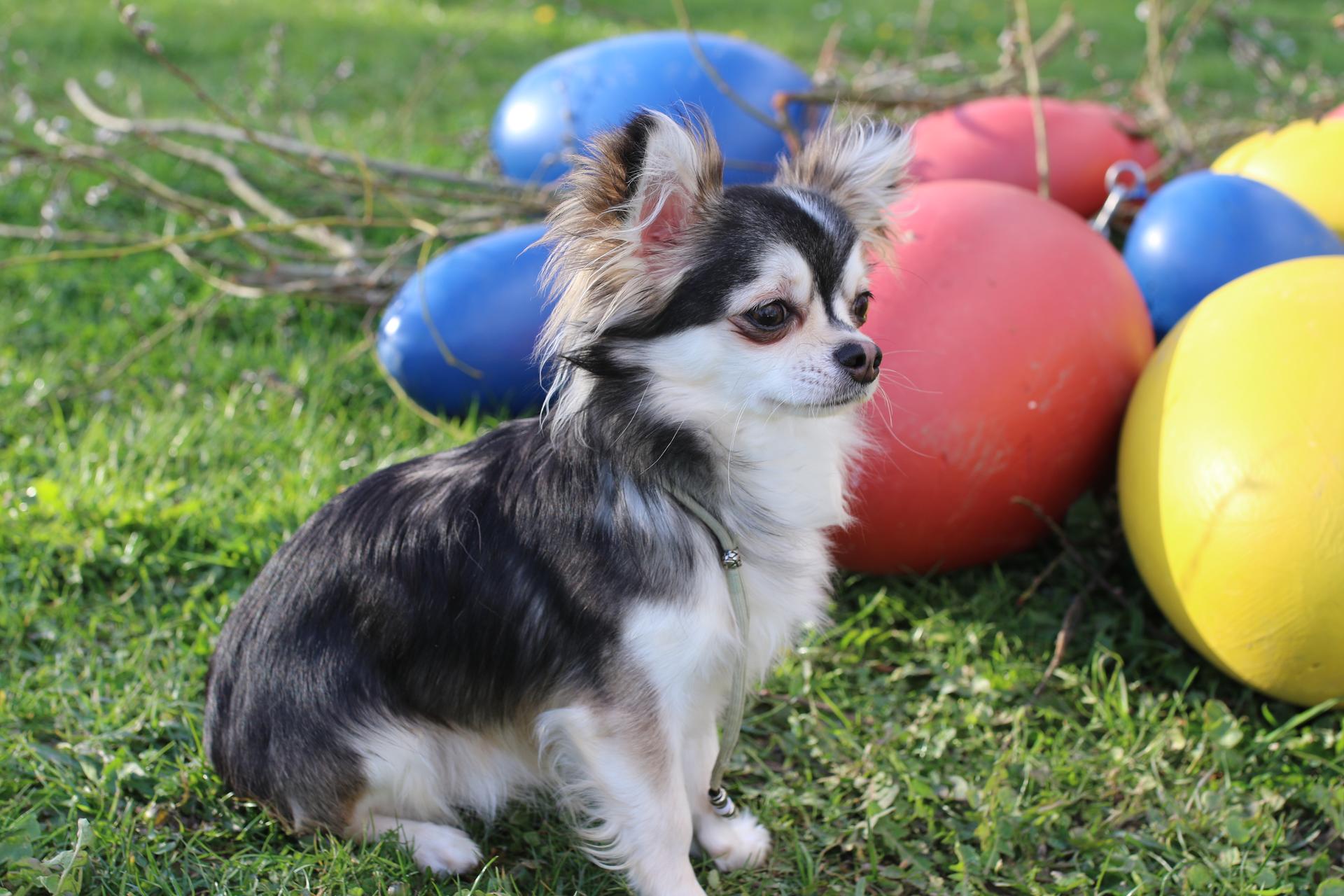 Chihauhau Zucht von den Feenkindern