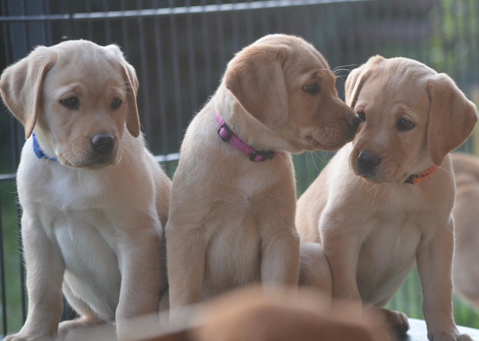 Labradore vom Vorgebirge